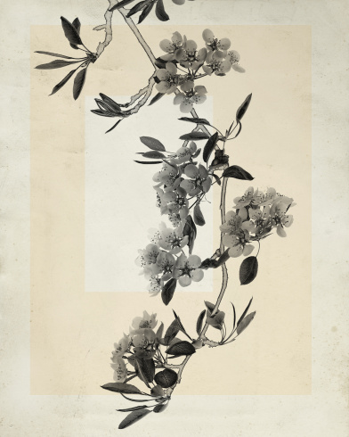 Thomas Ruff, "flower.s_19", 2019