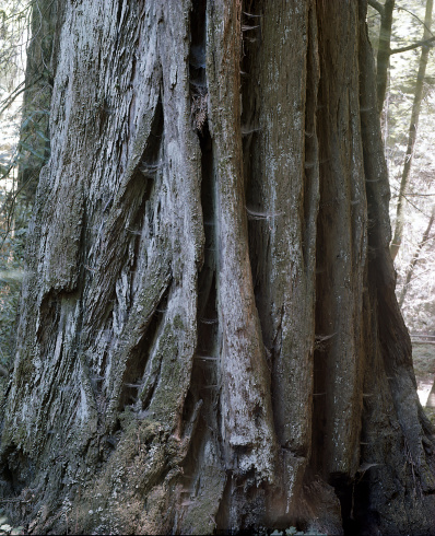 Sans titre (Les Arbres), 2004/18