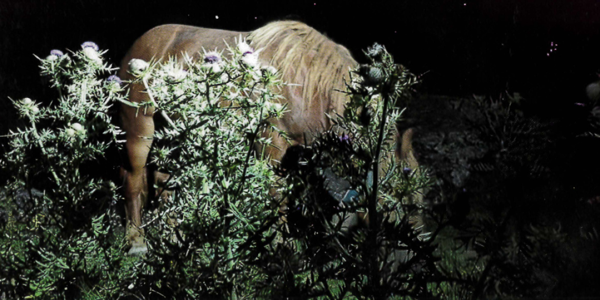 Photographie d'un cheval la nuit