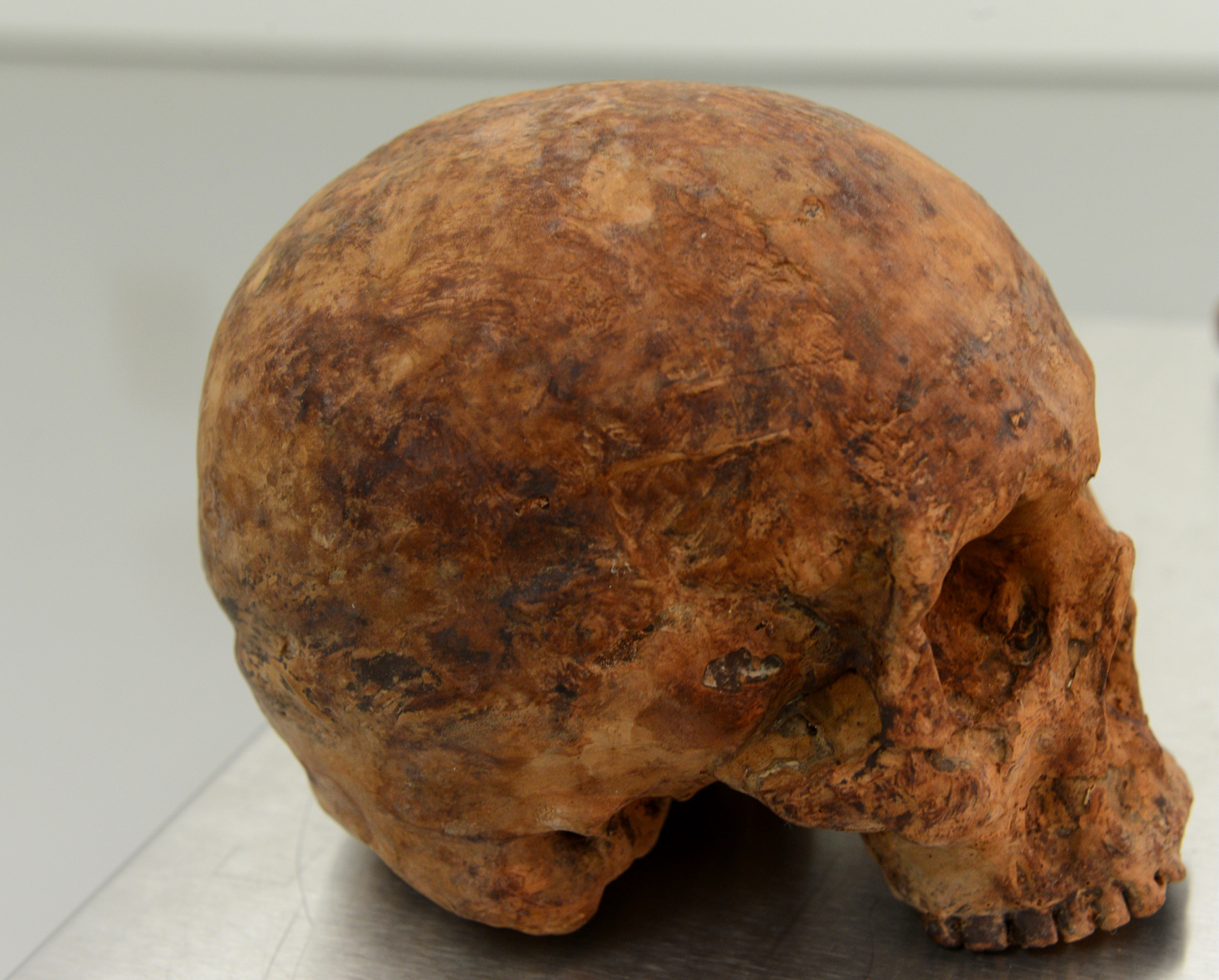 Jana Sterbak (1955, Prague, Tchécoslovaquie), Catacombes (détail), 1992, chocolat et table en métal, table : 125 × 57 × 79 cm, Collection MAMC+.