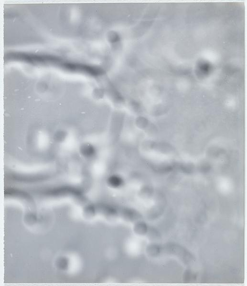 Photogramme