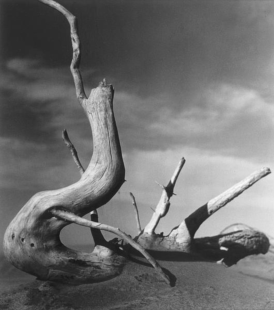 La Camargue "Mémoire d'un cheval mort"