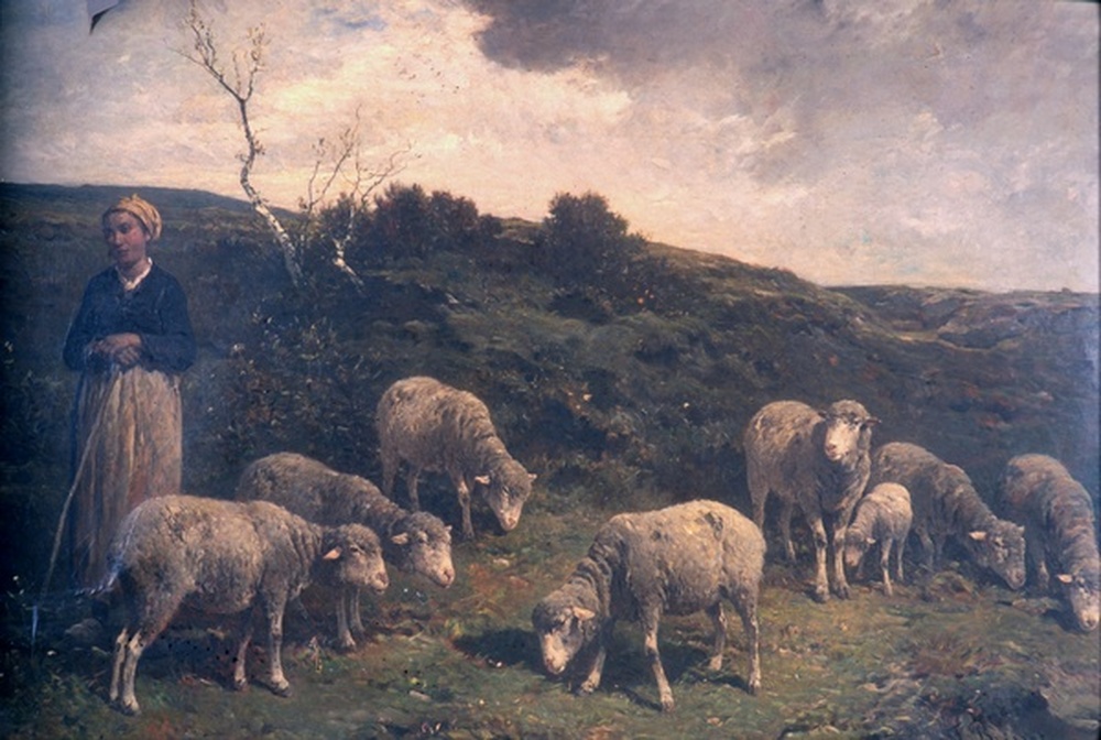 Moutons dans une lande