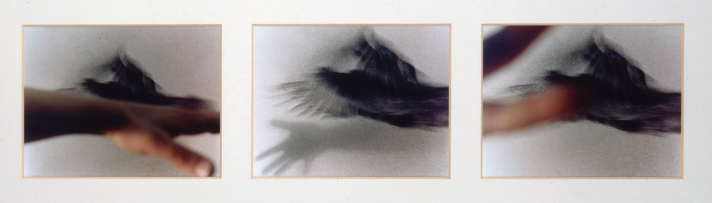 Hand and Bird