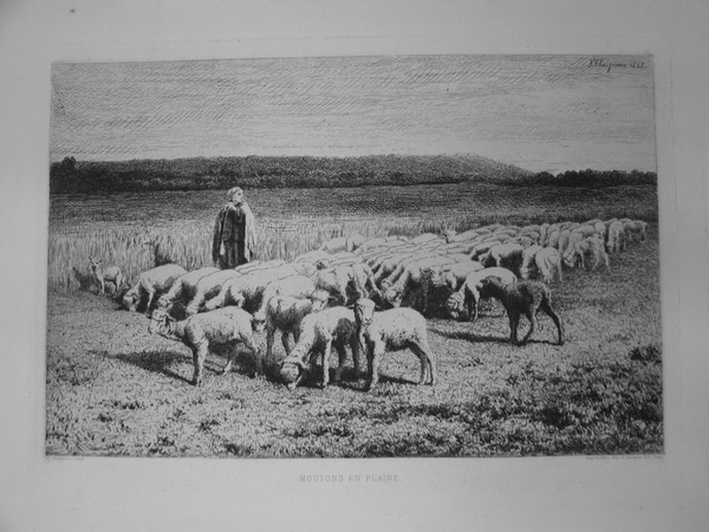Moutons en plaine