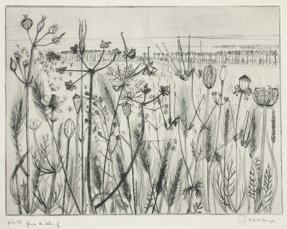 Fleurs du talus