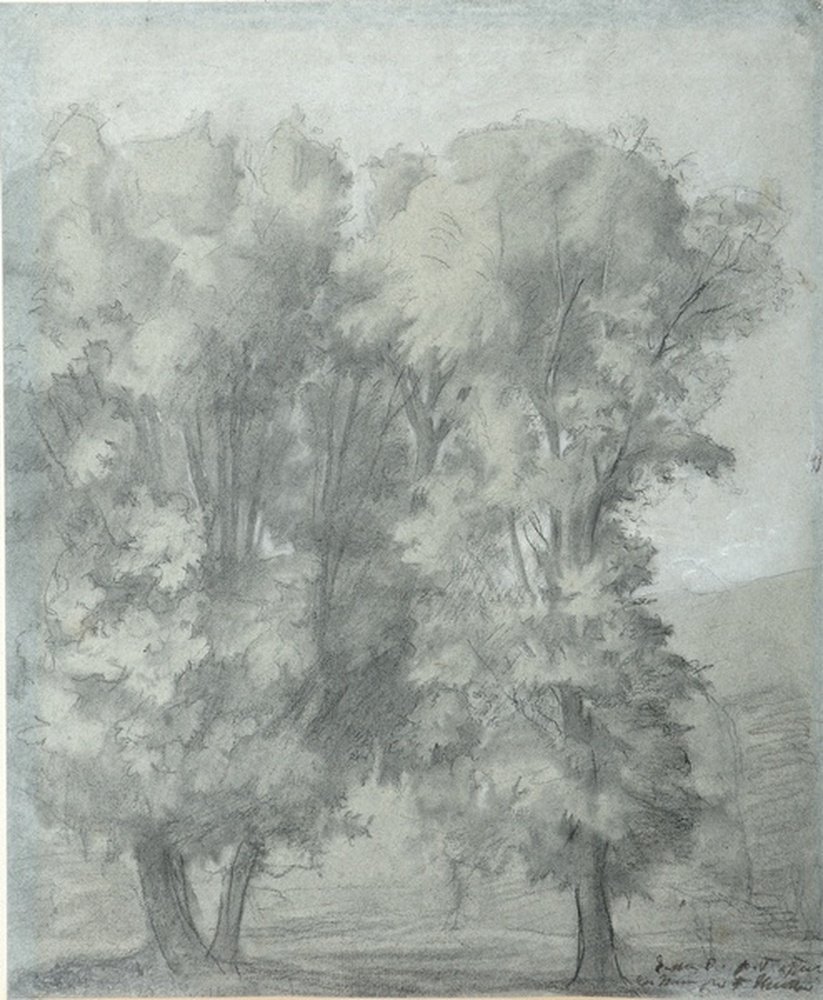 Paysage : arbres devant une colline