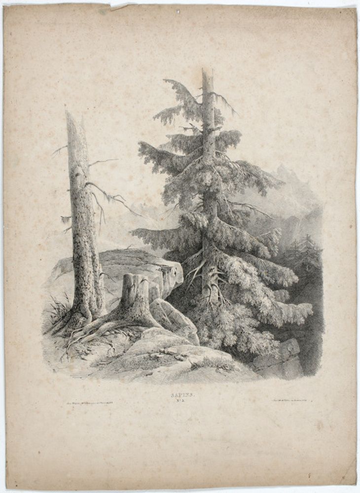 Sapins