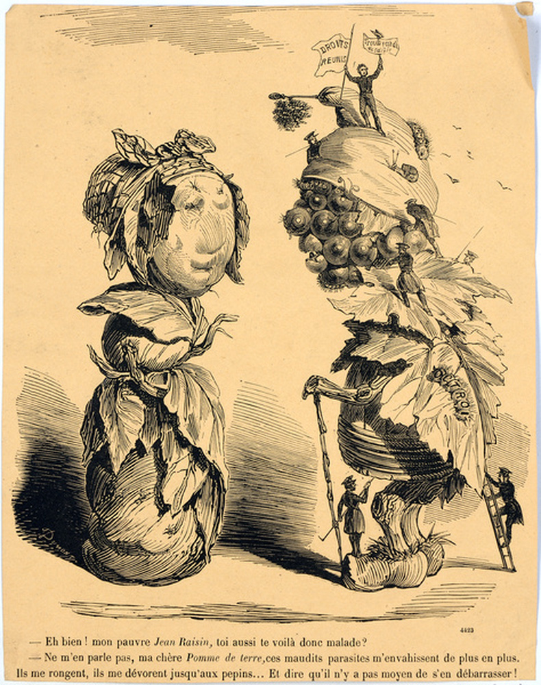 Caricature : Jean raisin et Pomme de terre