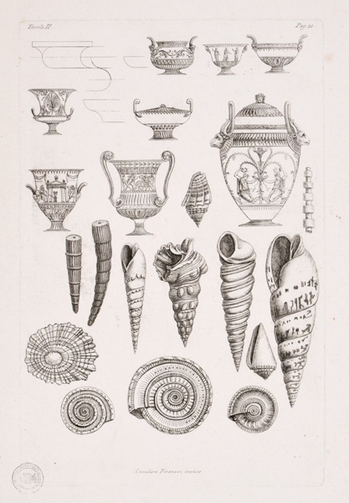 Coquillages et modèles de vase