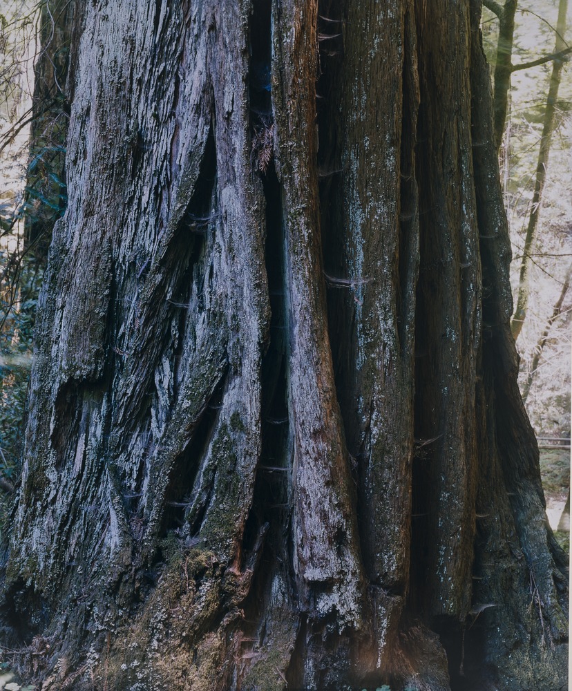 Sans Titre (Les Arbres)