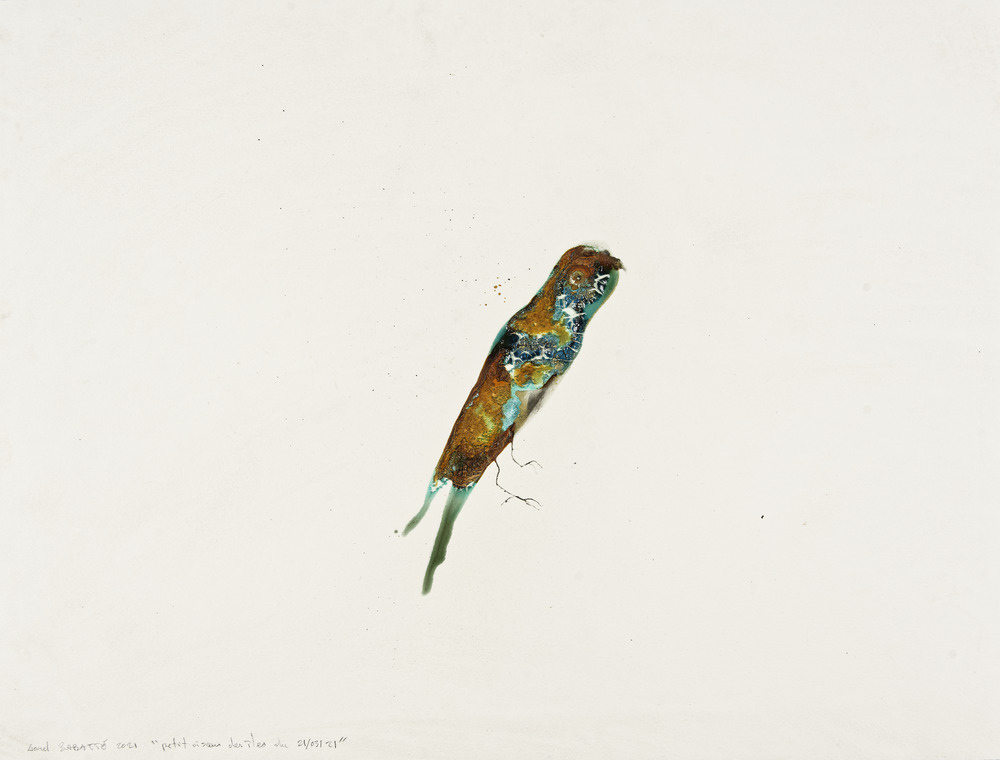 Petit oiseau des îles du 21/03/2021