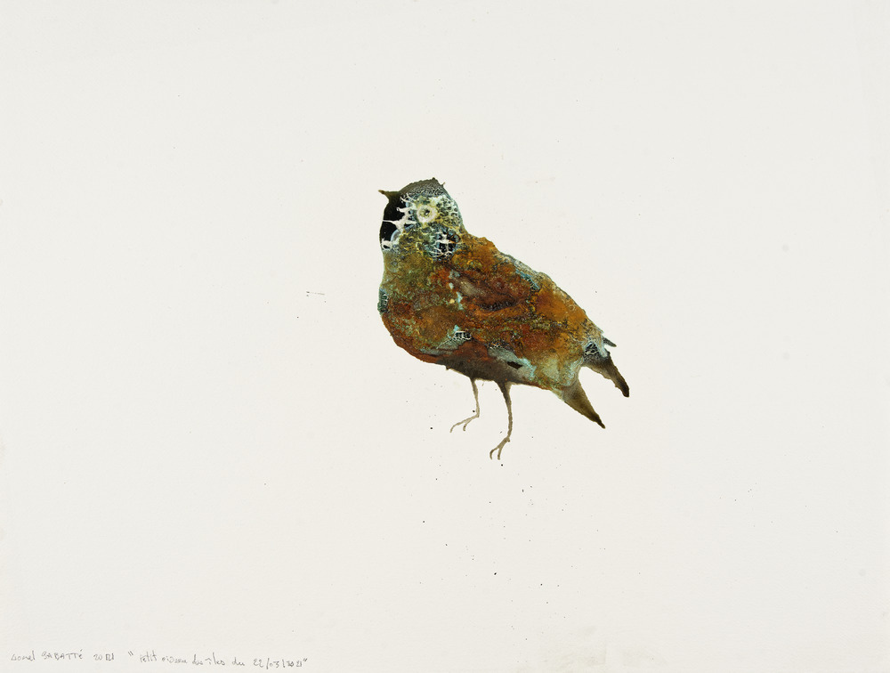 Petit oiseau des îles du 22/03/2021