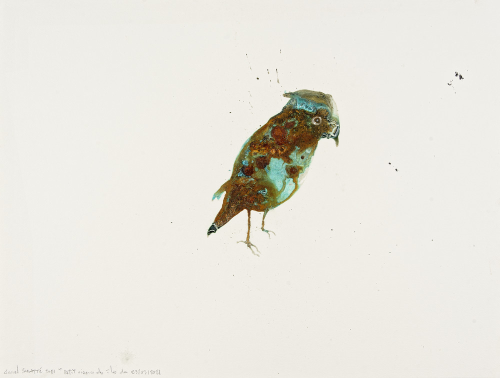 Petit oiseau des îles du 23/03/2021