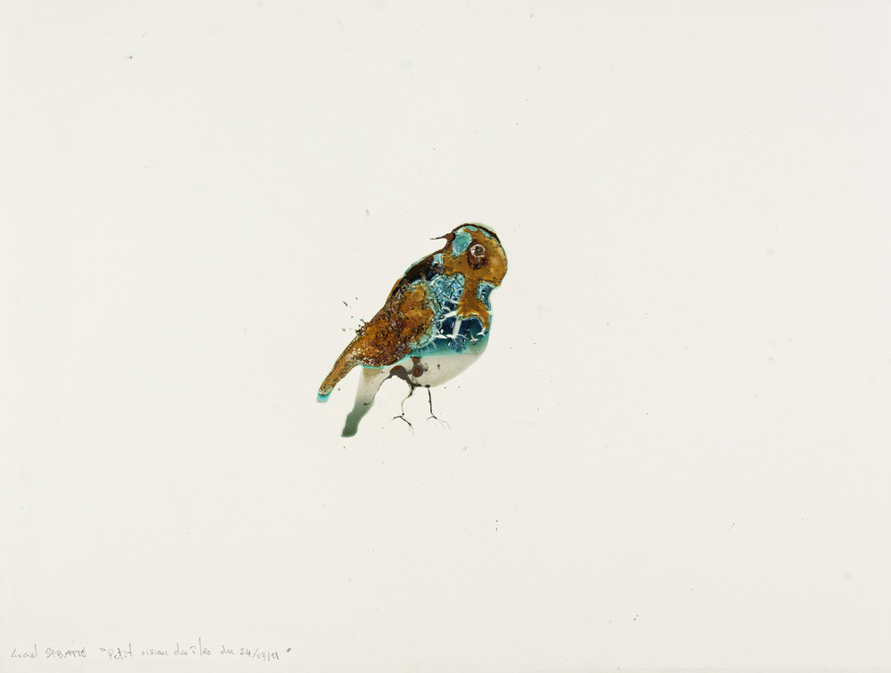 Petit oiseau des îles du 24/03/2021