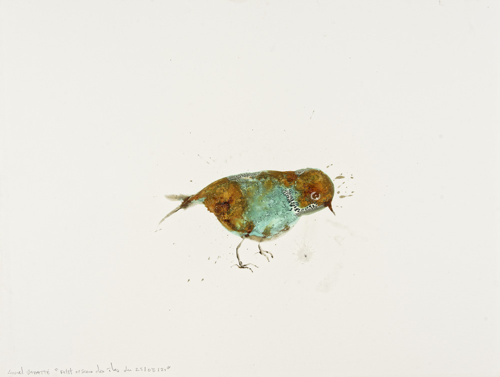 Petit oiseau des îles du 25/03/2021