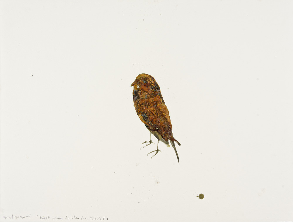 Petit oiseau des îles du 26/03/2021