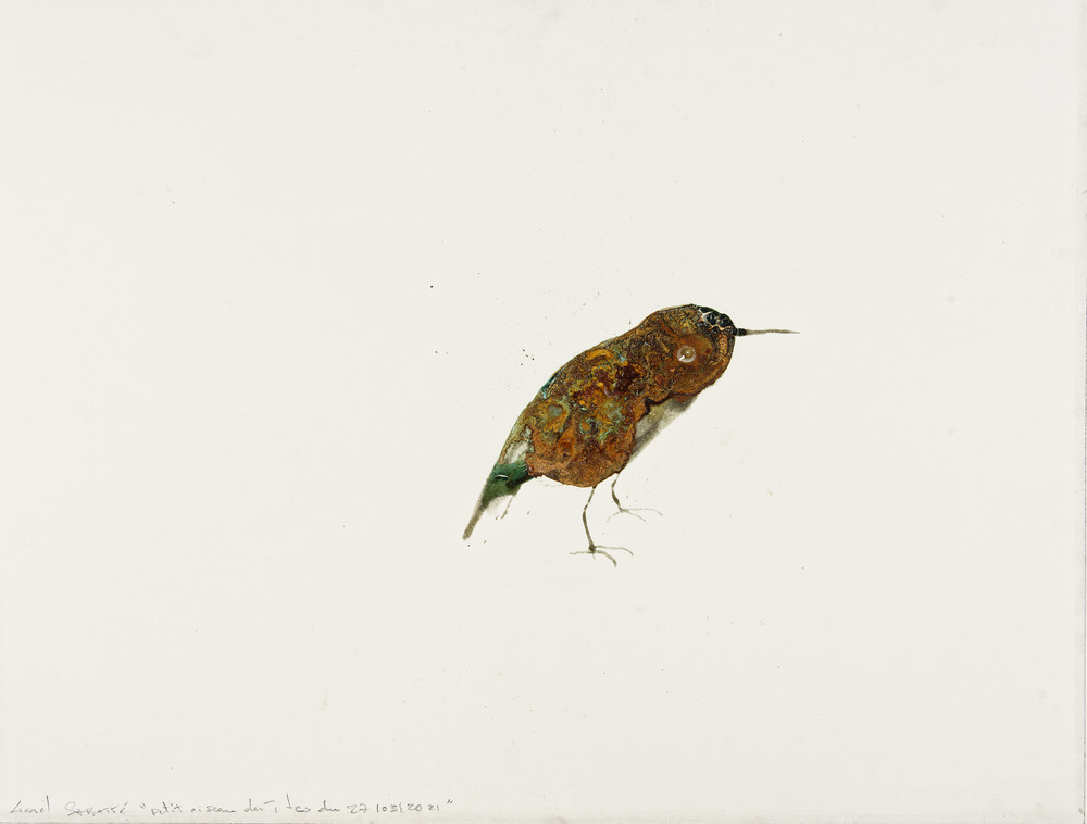 Petit oiseau des îles du 27/03/2021