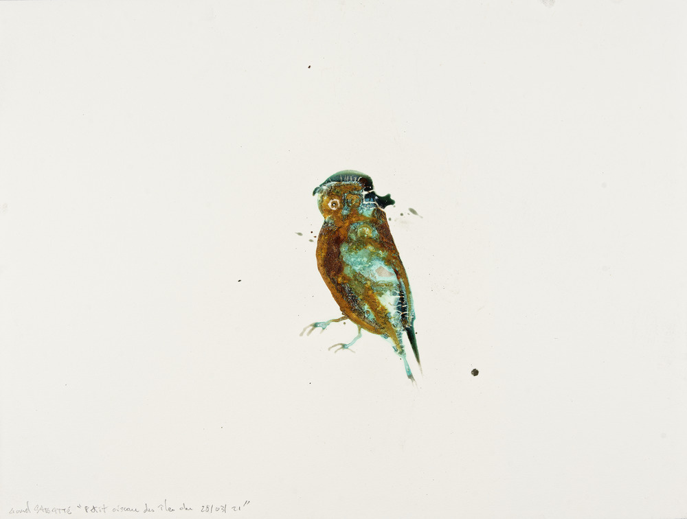 Petit oiseau des îles du 28/03/2021