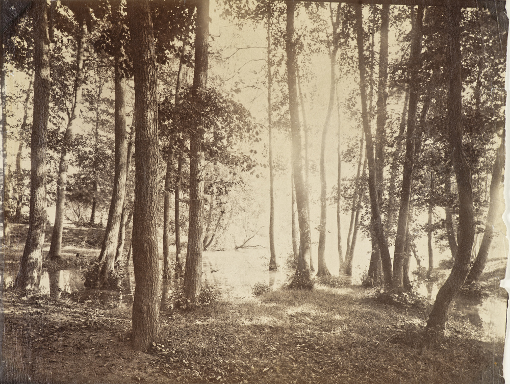 Sans titre, (paysage en forêt)